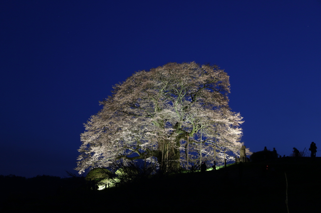 醍醐桜のよる