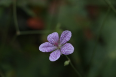 鯉ヶ窪湿原の花4
