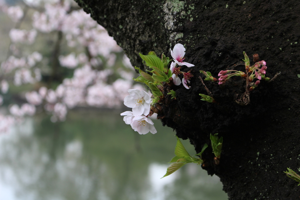 三ツ池公園の桜
