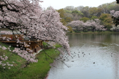 三ツ池公園の桜