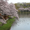 三ツ池公園の桜
