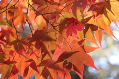 紅葉