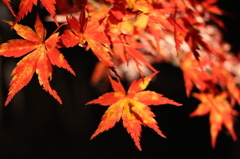 夜の紅葉
