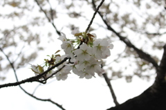 三ツ池公園の桜