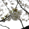 三ツ池公園の桜