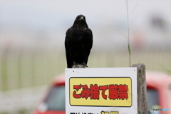 エサをくれ