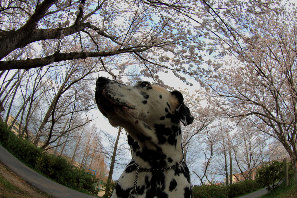 ダル＆桜