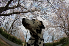 ダル＆桜