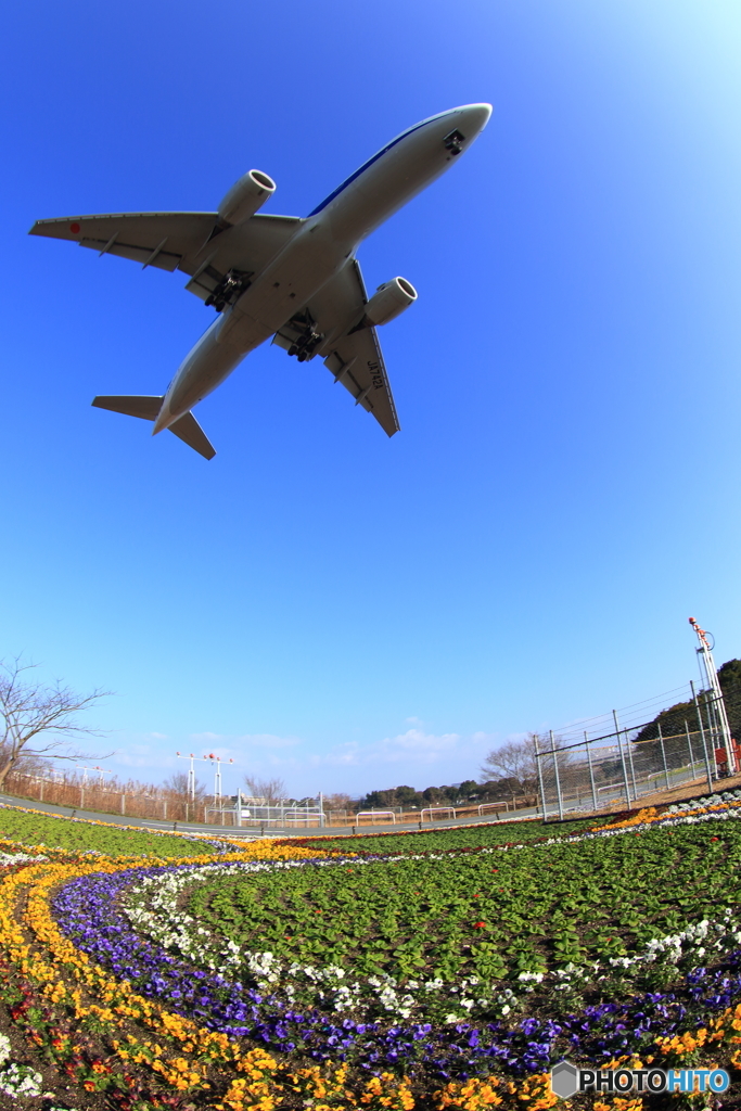 飛行機と花と