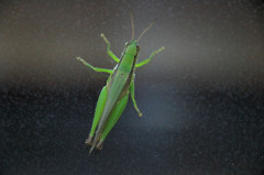 表