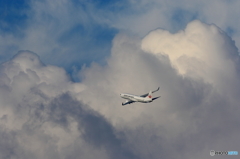 JAL (2)