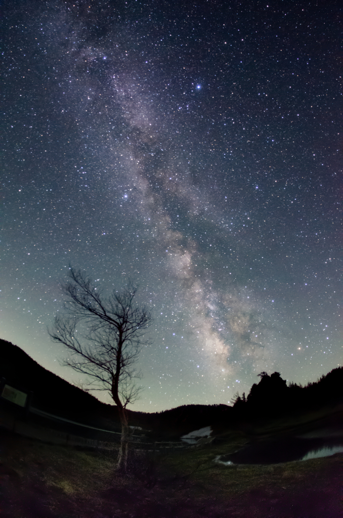 Milky way × tree