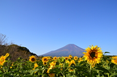 花の都公園