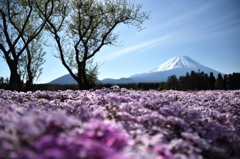 芝桜と富士山