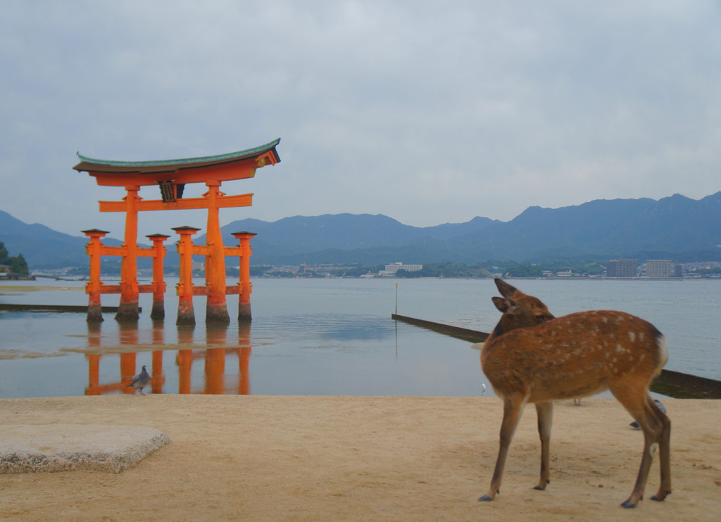 宮島の風景