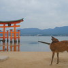 宮島の風景