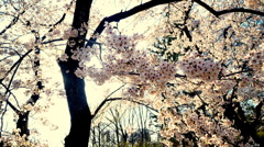 桜（逆光）