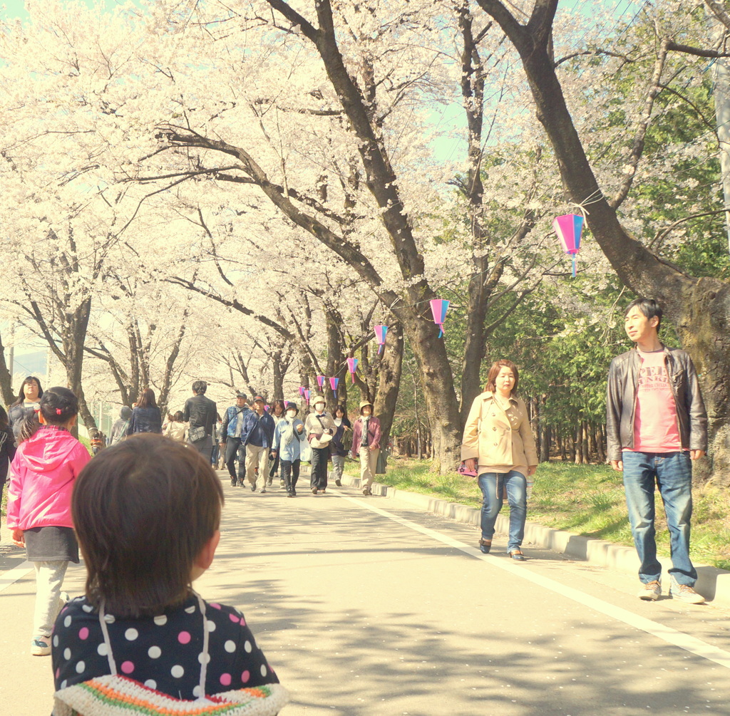 子どもと桜