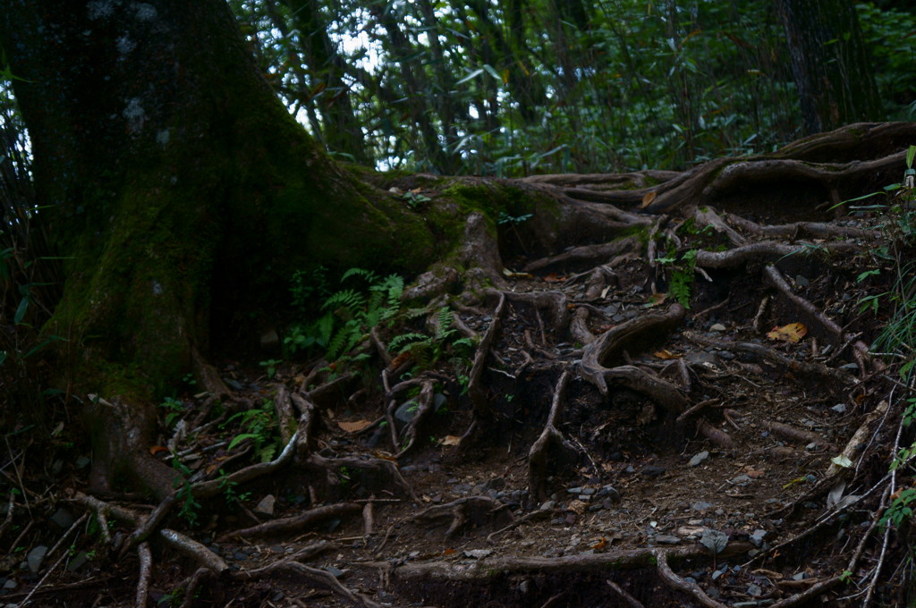 山道に生える根