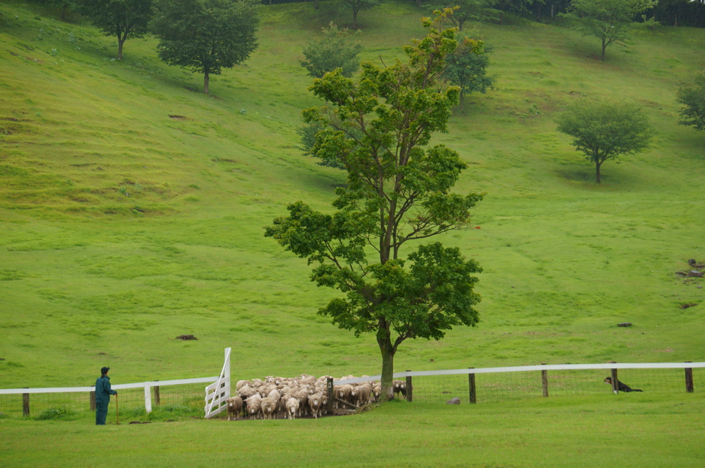 Sheep Dog