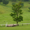 Sheep Dog