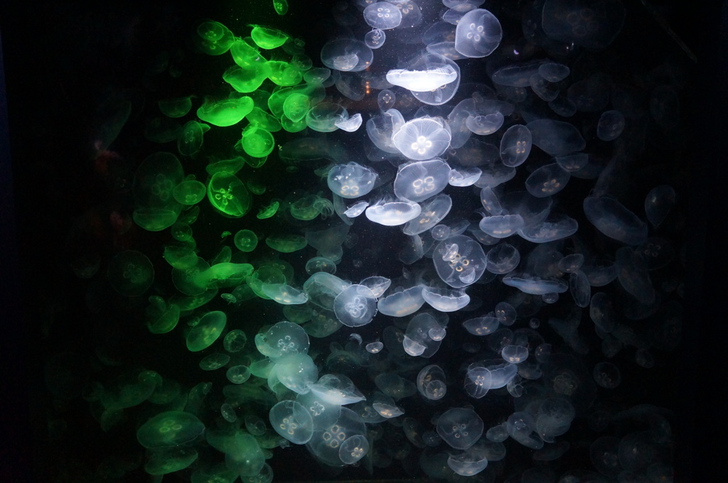 ジェリーフィッシュ