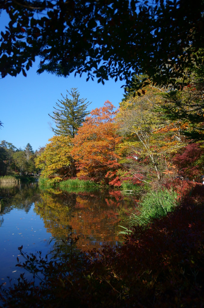 雲場池の紅葉