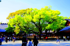 お寺の庭の木