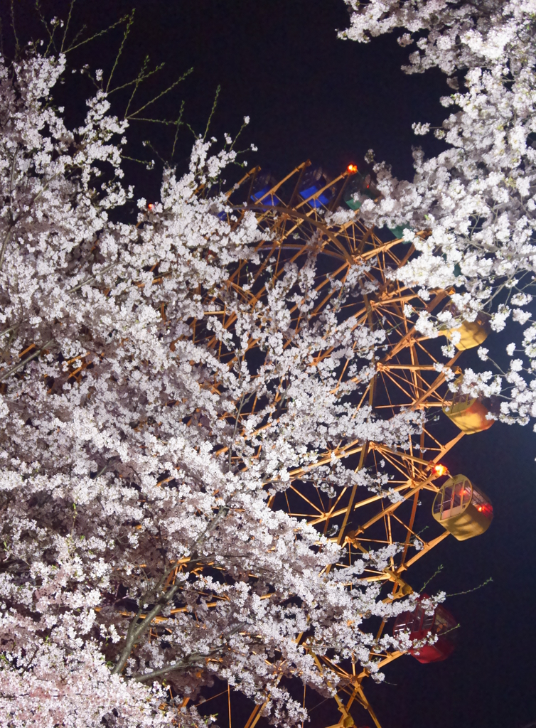 夜桜