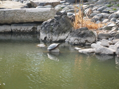 カメ、座礁？