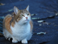 見上げる猫