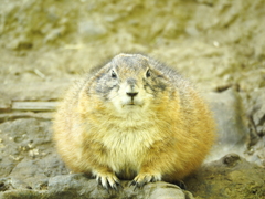 まんじゅう？