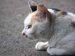 実家の猫