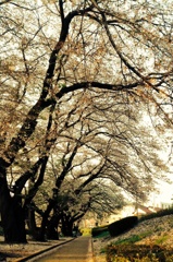 桜並木-2