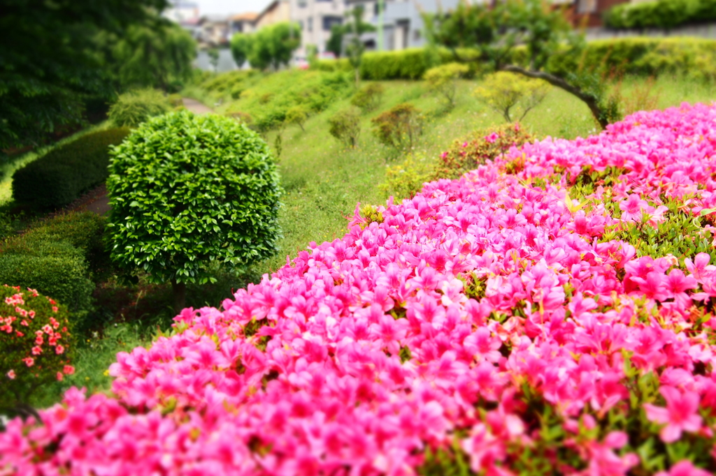 庭園