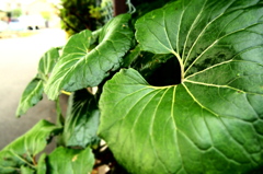 P6040105