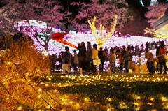 夜桜イルミネーション