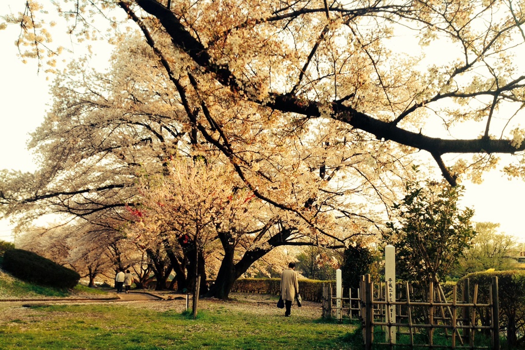 桜並木