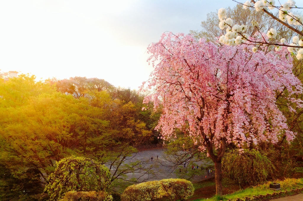 桜