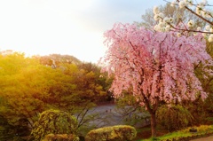 桜