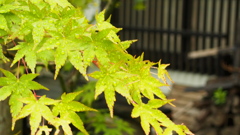 P5260502
