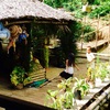 Loboc Riverの踊り子さん 2