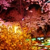 夜桜イルミネーション 3