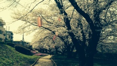 桜祭