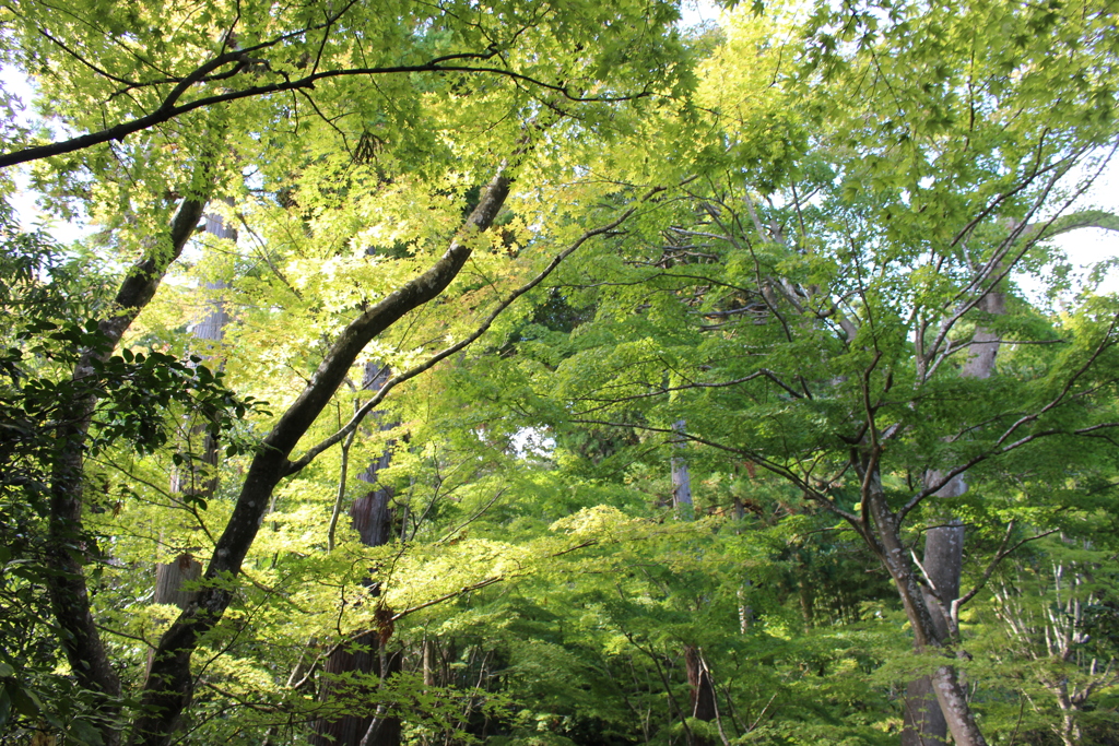 円通院　グリーン