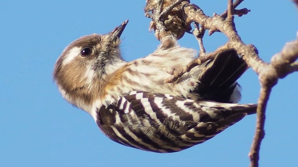 カマキリの卵は旨い？　西日を浴びて一心不乱。