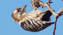 カマキリの卵は旨い？　西日を浴びて一心不乱。