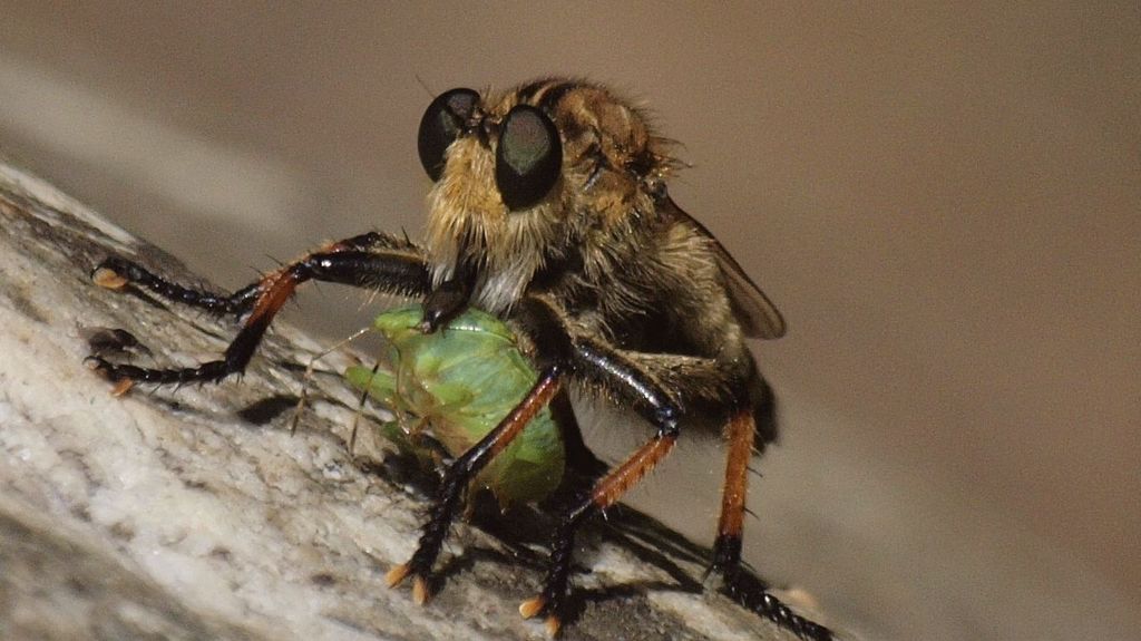 2014_07_30  C 13 5220  P7300844  E-620