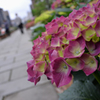 紫陽花