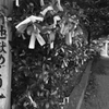 雲仙１